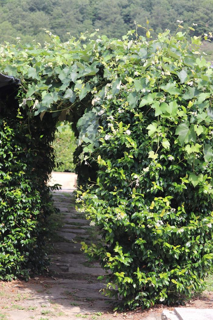 Green pergola archway
