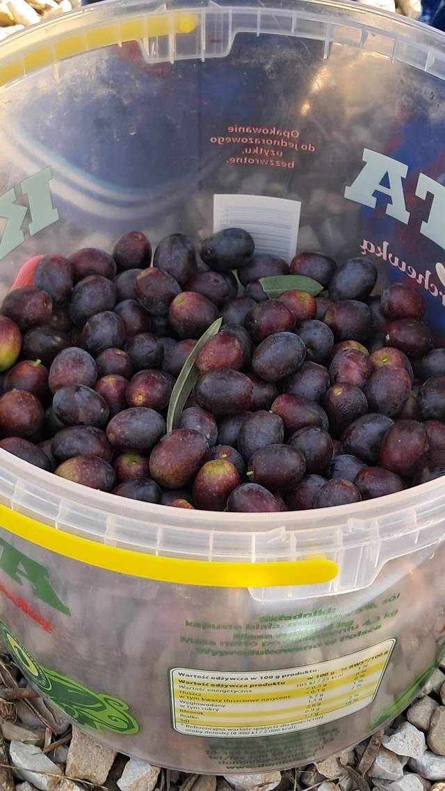 A pail of freshly picked olives