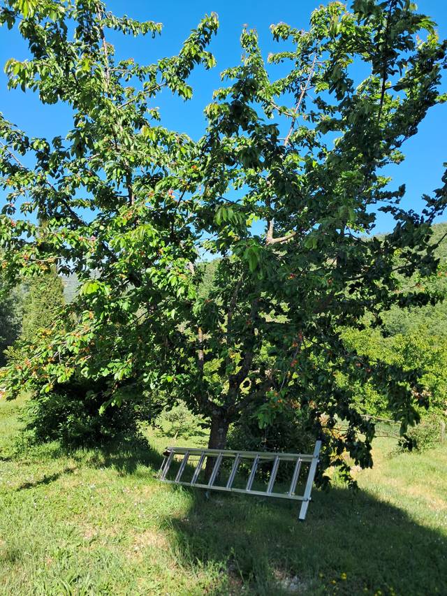 Cherry tree ready for picking