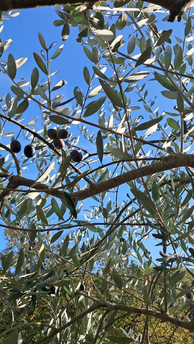 Olives on the tree